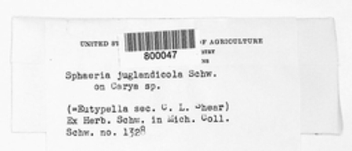 Eutypella juglandicola image